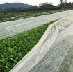 Ảnh của Màng Nilon che phủ gieo Mạ  MPE-V007, Màng PE chắn sương gió trồng Hoa Rau