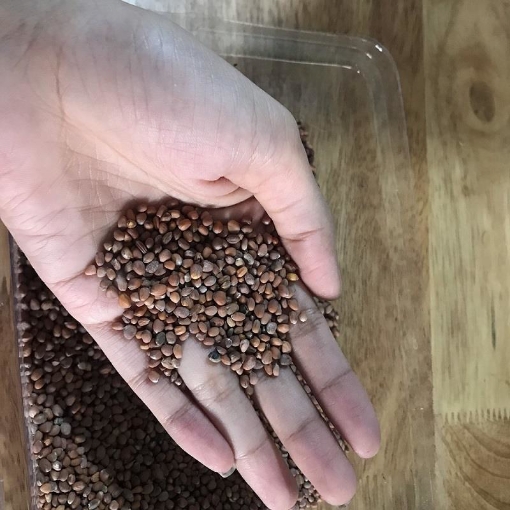 Ảnh của Hạt giống rau mầm Củ Cải Trắng Đại Gói 200g, Hạt giống New Zealand, Đà Lạt