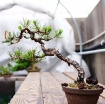 Ảnh của Dây Nhôm Uốn Cây Cảnh Bonsai DUB-2302 Dây nhôm dẻo cố định cây chuyên dụng