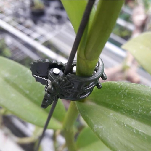 Ảnh của Kẹp bướm cố định Hoa Lan KBT-22, Kẹp  Ghép chanh leo, Chanh dây