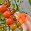 Ảnh của Găng tay hái Rau Củ GTM-5A, Móng tay thép hái quả nhặt rau , Găng tay bảo hộ