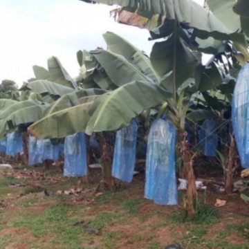 Ảnh của Túi PE bọc chuối BNB.TX, Túi bao chuối chuyên dụng, Túi nilon bảo vệ chuối