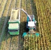 Ảnh của Máy thu hoạch Ngô sinh khối 4QZ-350, Máy gặt thức ăn tươi cho gia súc